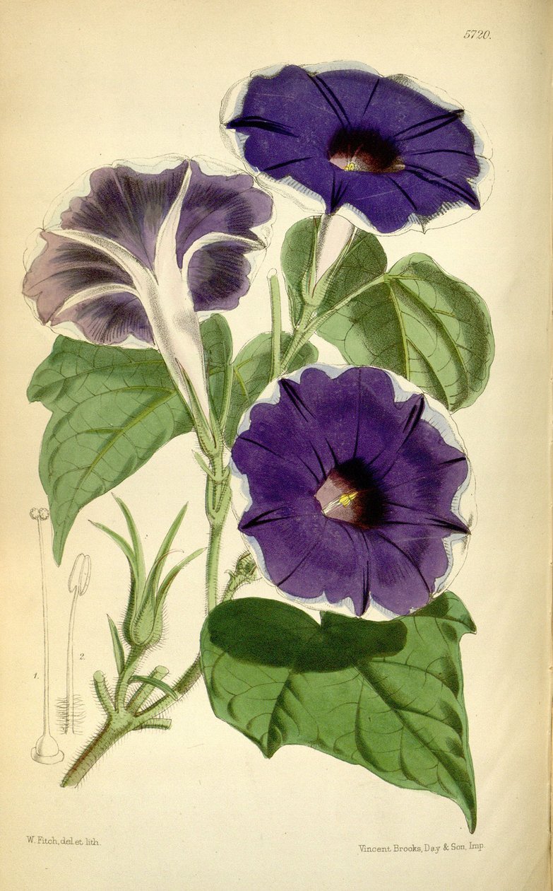 Ipomoea zero, 1868 autorstwa Joseph Dalton Hooker