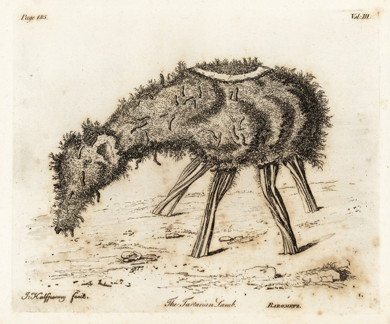 Jagnięcina Warzywna Tataru. autorstwa Joseph Halfpenny