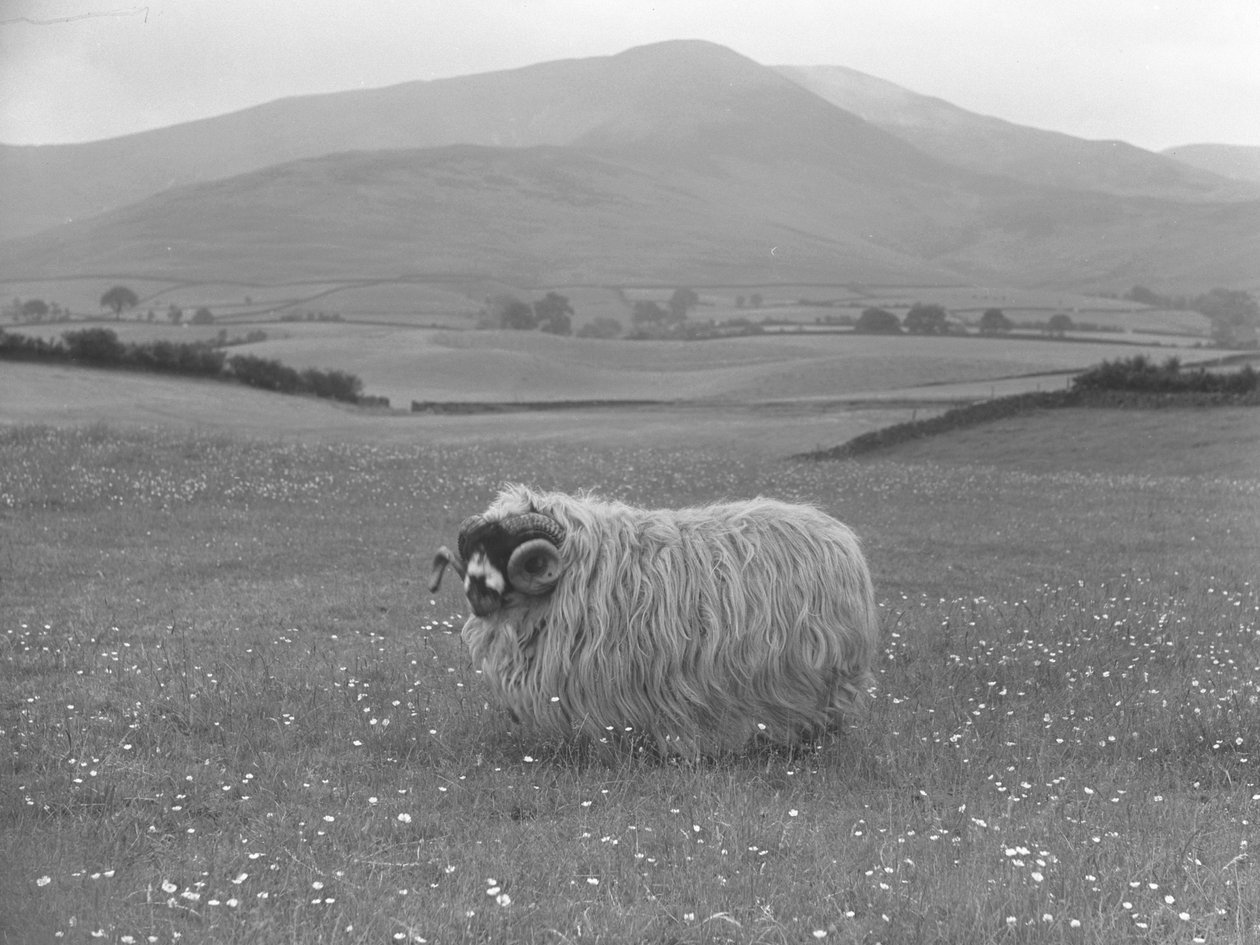 Nagrodzona owca Rough Fell autorstwa Joseph Hardman