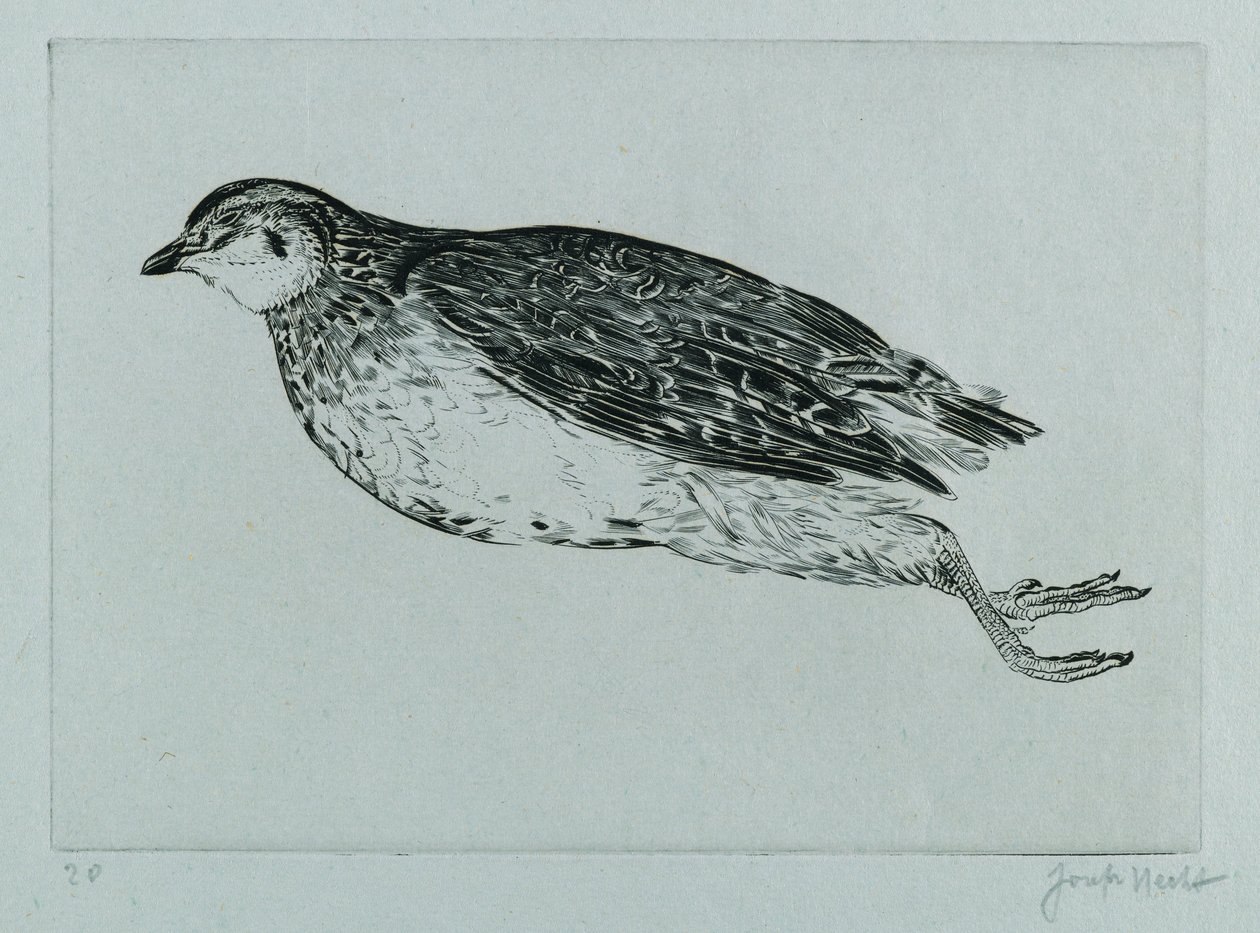 Martwa kuropatwa (La Perdrix) (grawerowanie) autorstwa Joseph Hecht