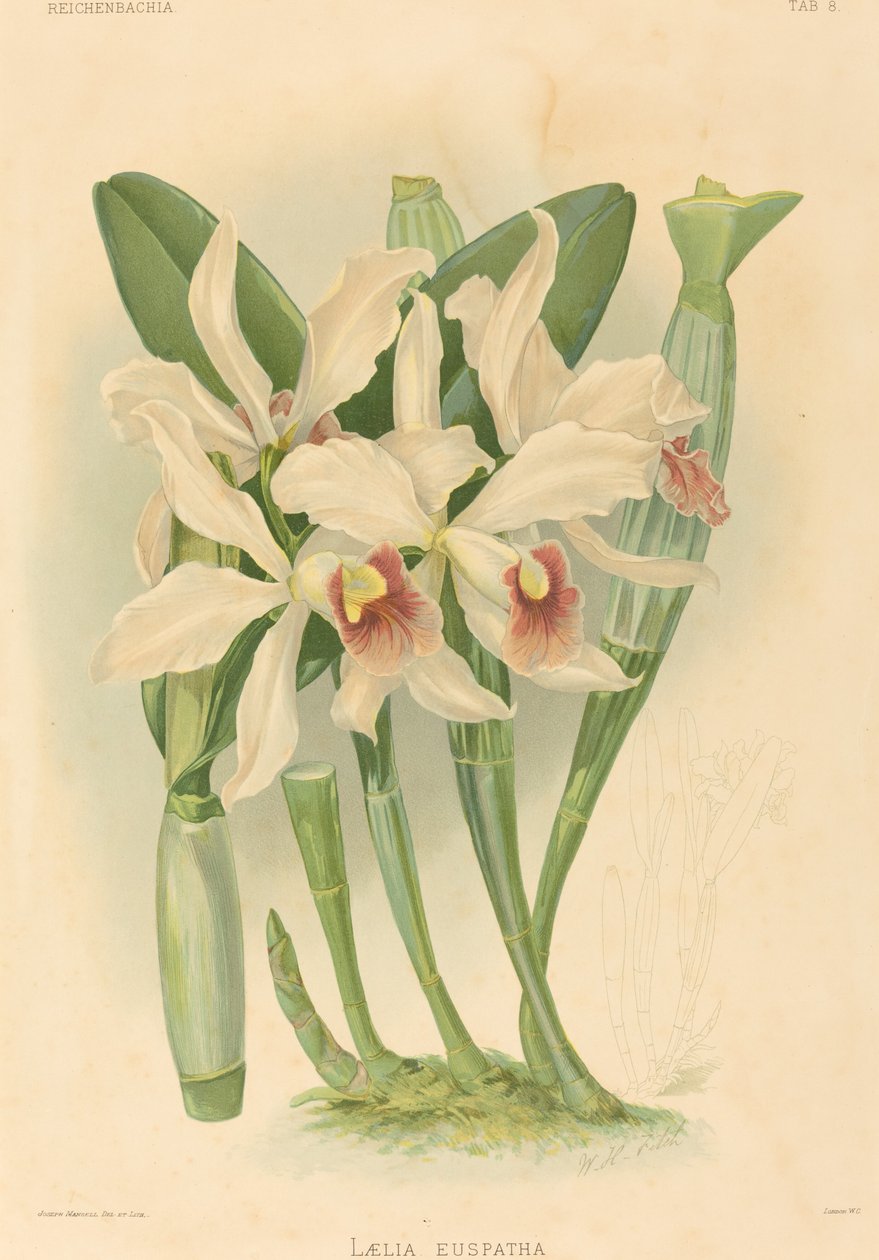 Laelia Euspatha. autorstwa Joseph Mansell
