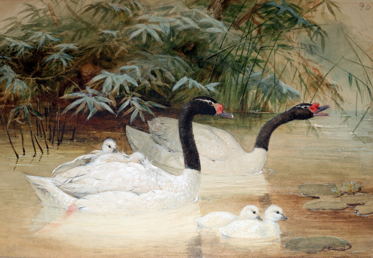 Łabędź czarnoszyi (Cygnus nigricollis), 1852-54 autorstwa Joseph Wolf