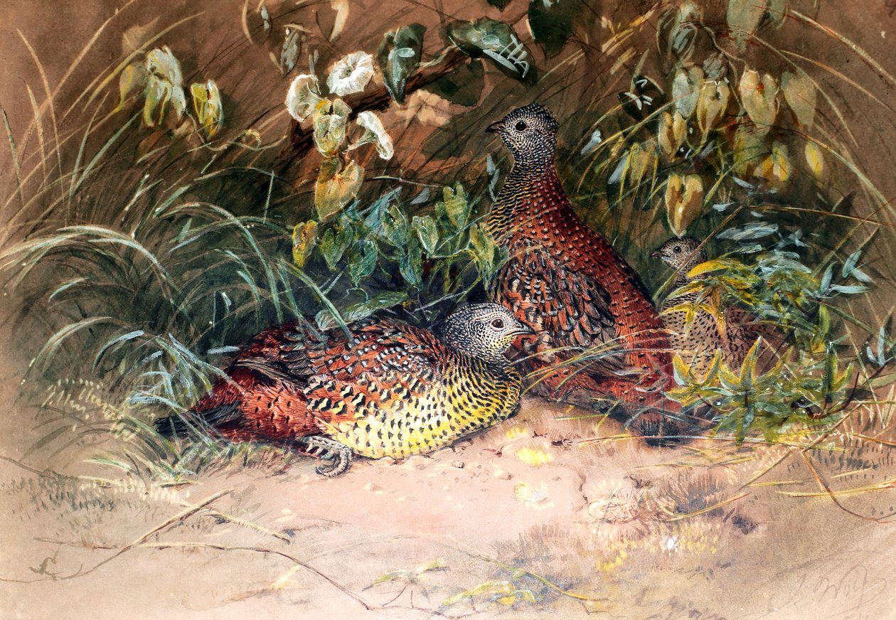 Ostroga Hardwicke