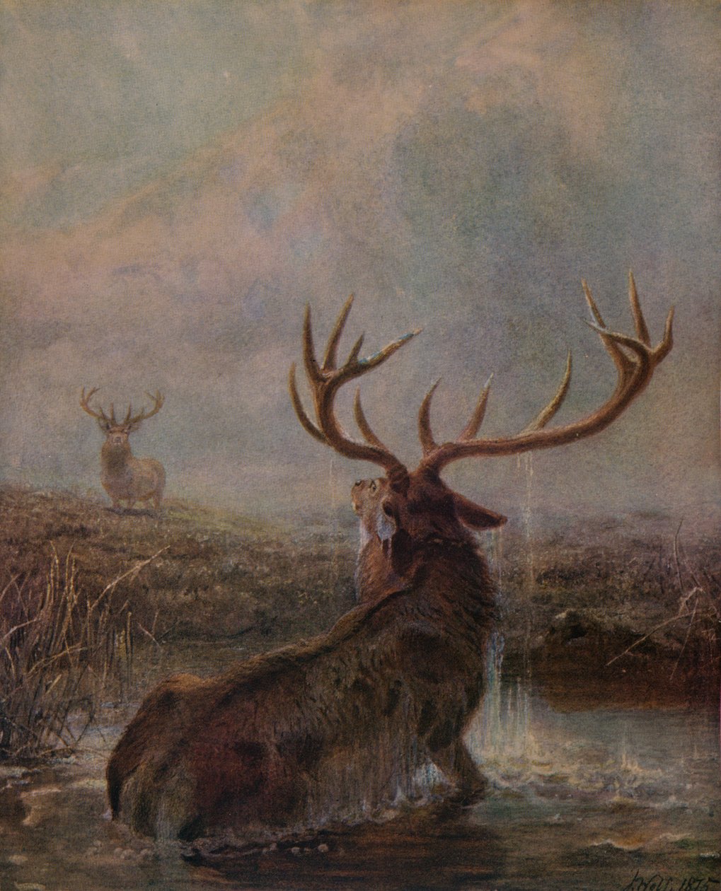Przerwany, 1875, 1938 autorstwa Joseph Wolf