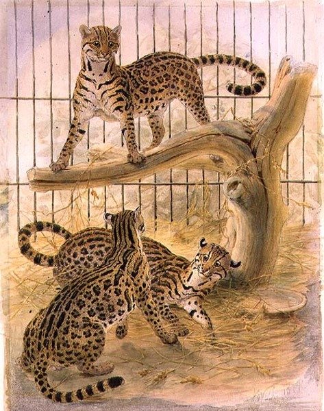 Oceloty w klatce autorstwa Joseph Wolf