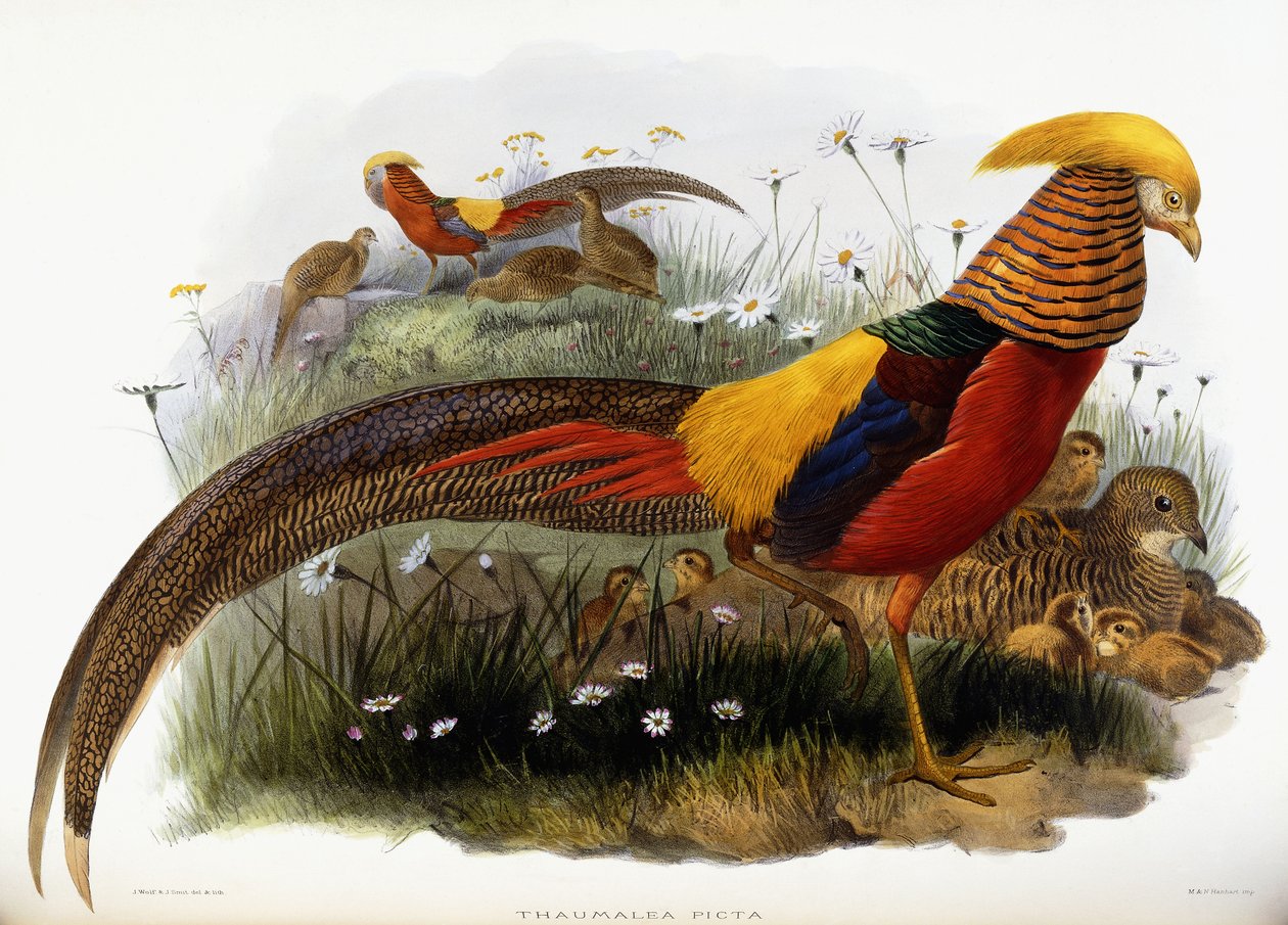 Thaumalea Picta autorstwa Joseph Wolf