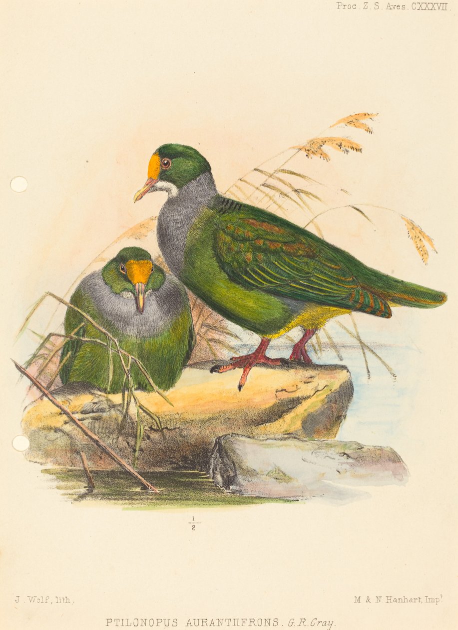 Dwa ptaki (Ptilonopus Auranthfrons) autorstwa Joseph Wolf