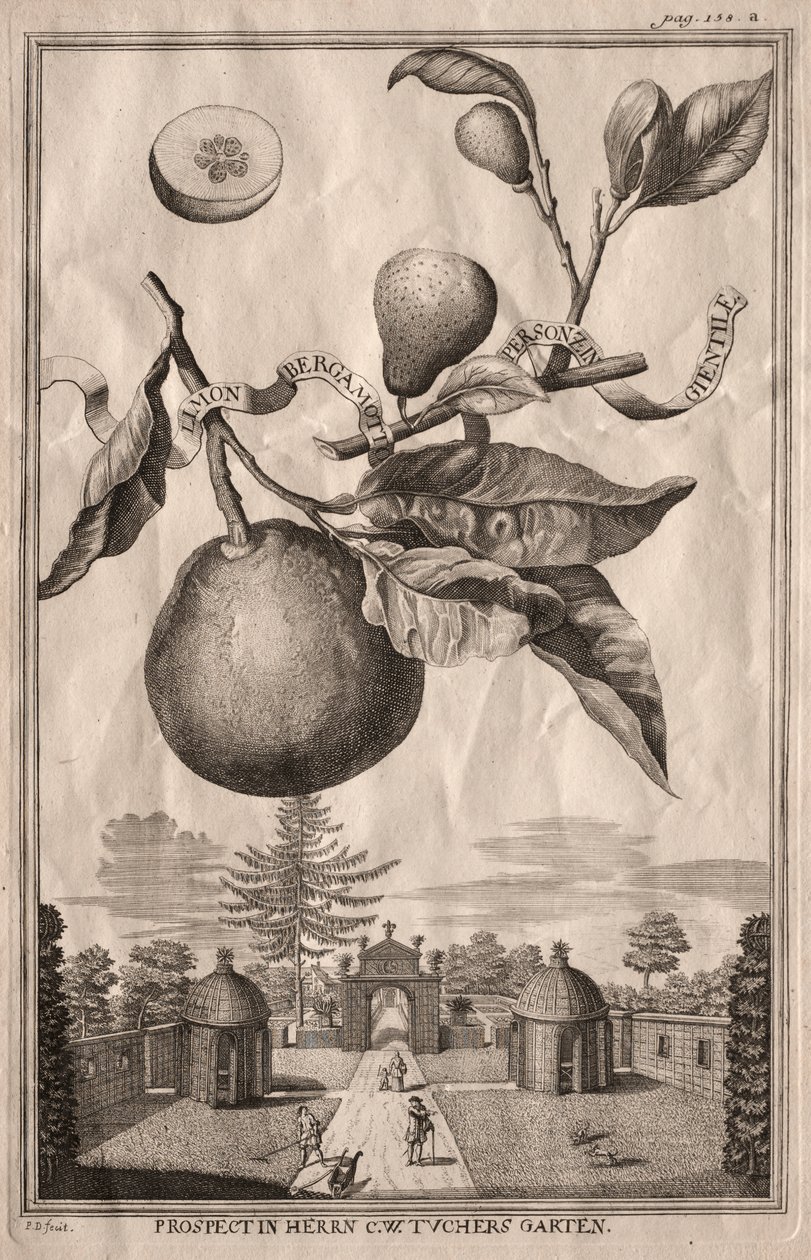 Nurnbergische Hesperides: Limon bergamot personzin gientile autorstwa Joseph de Montalegre