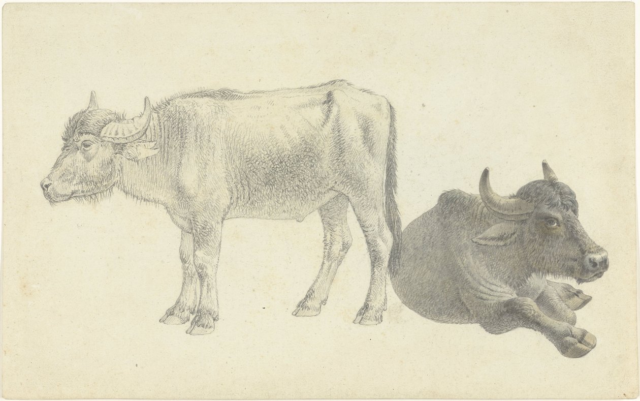 Leżąca i stojąca krowa autorstwa Josephus Augustus Knip