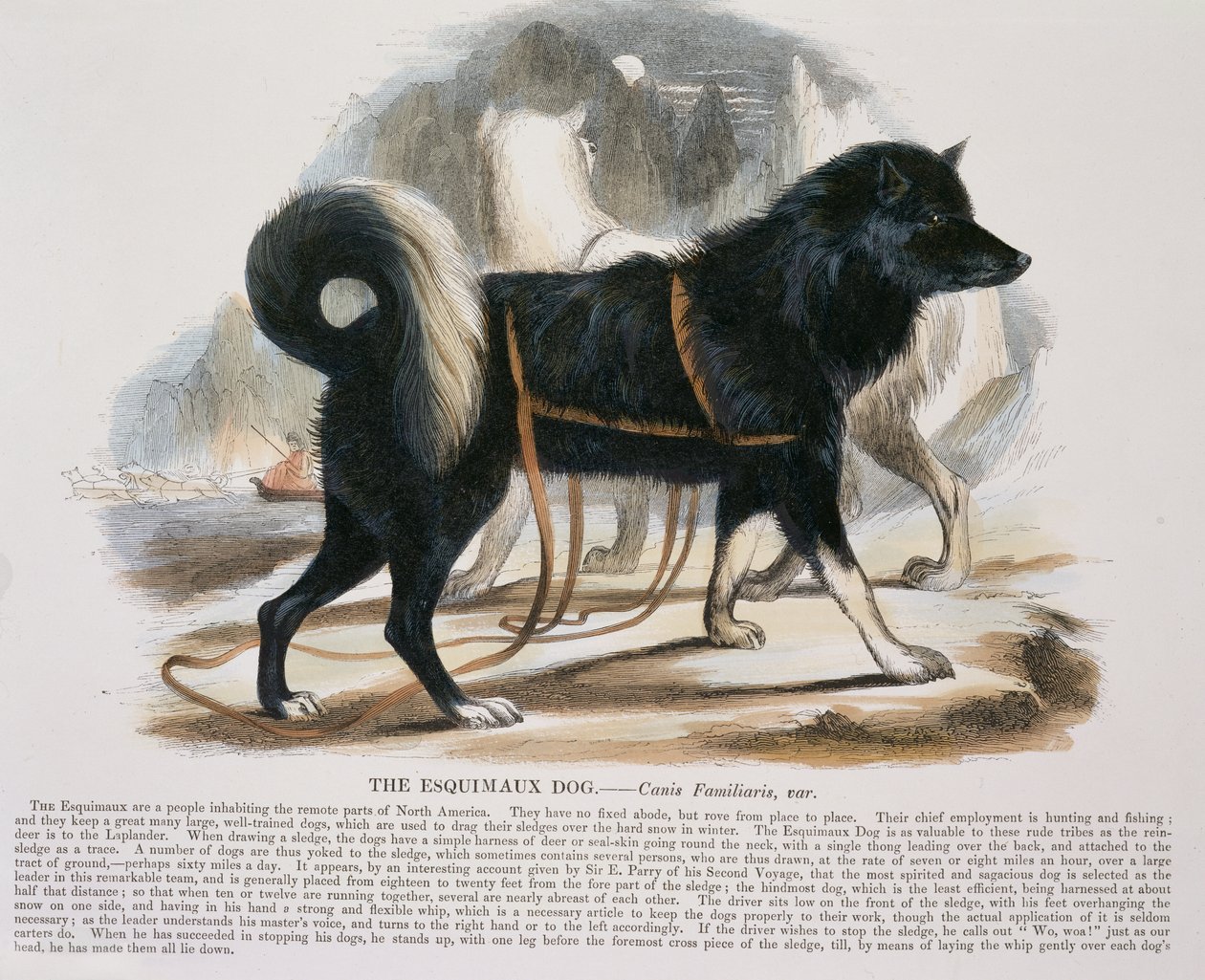 Pub z ilustracjami edukacyjnymi Esquimaux Dog (Canis familiaris). przez Towarzystwo Krzewienia Wiedzy Chrześcijańskiej, 1843 (akwatinta) autorstwa Josiah Wood Whymper