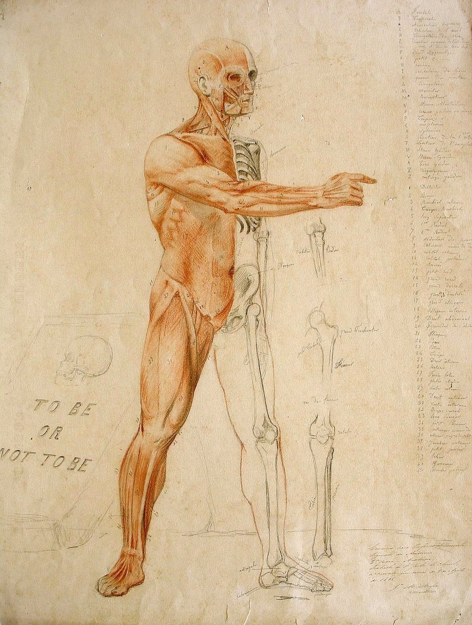 rysunek anatomiczny autorstwa Jules Le Chevrel