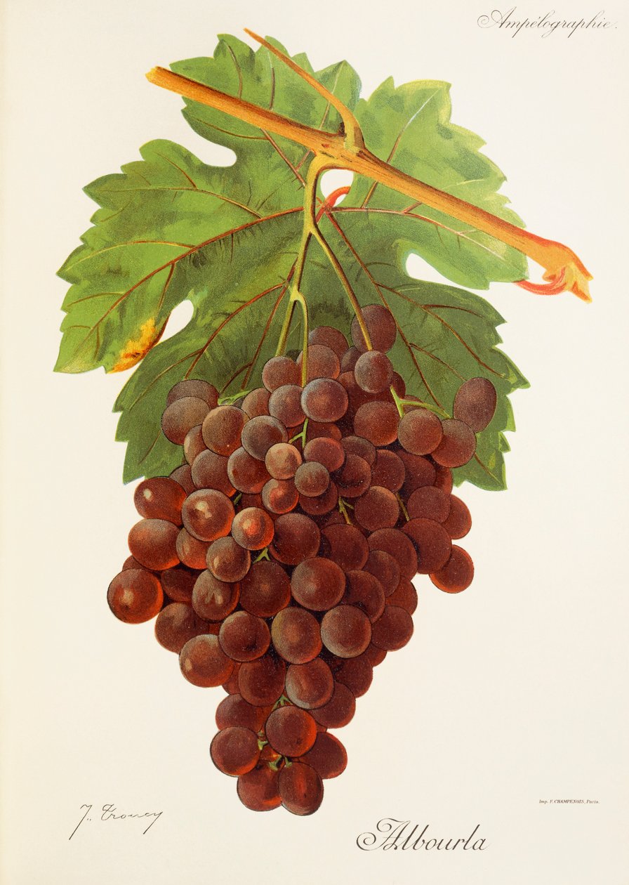 Winogrona Albourla J.Troncy autorstwa Jules Troncy