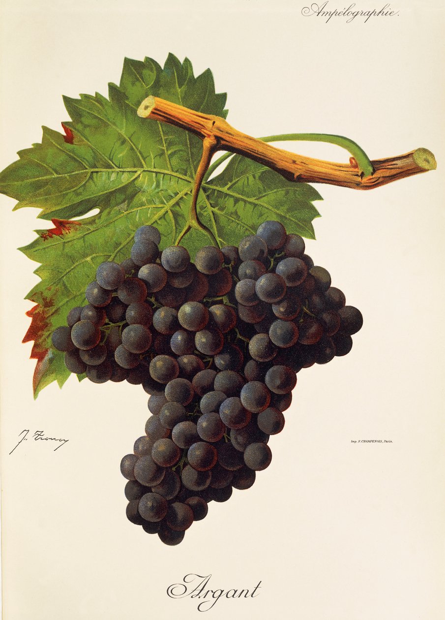 Winogrono argantowe J.Troncy autorstwa Jules Troncy