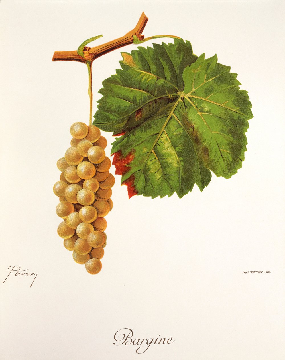 Winogrono Bargine J.Troncy autorstwa Jules Troncy