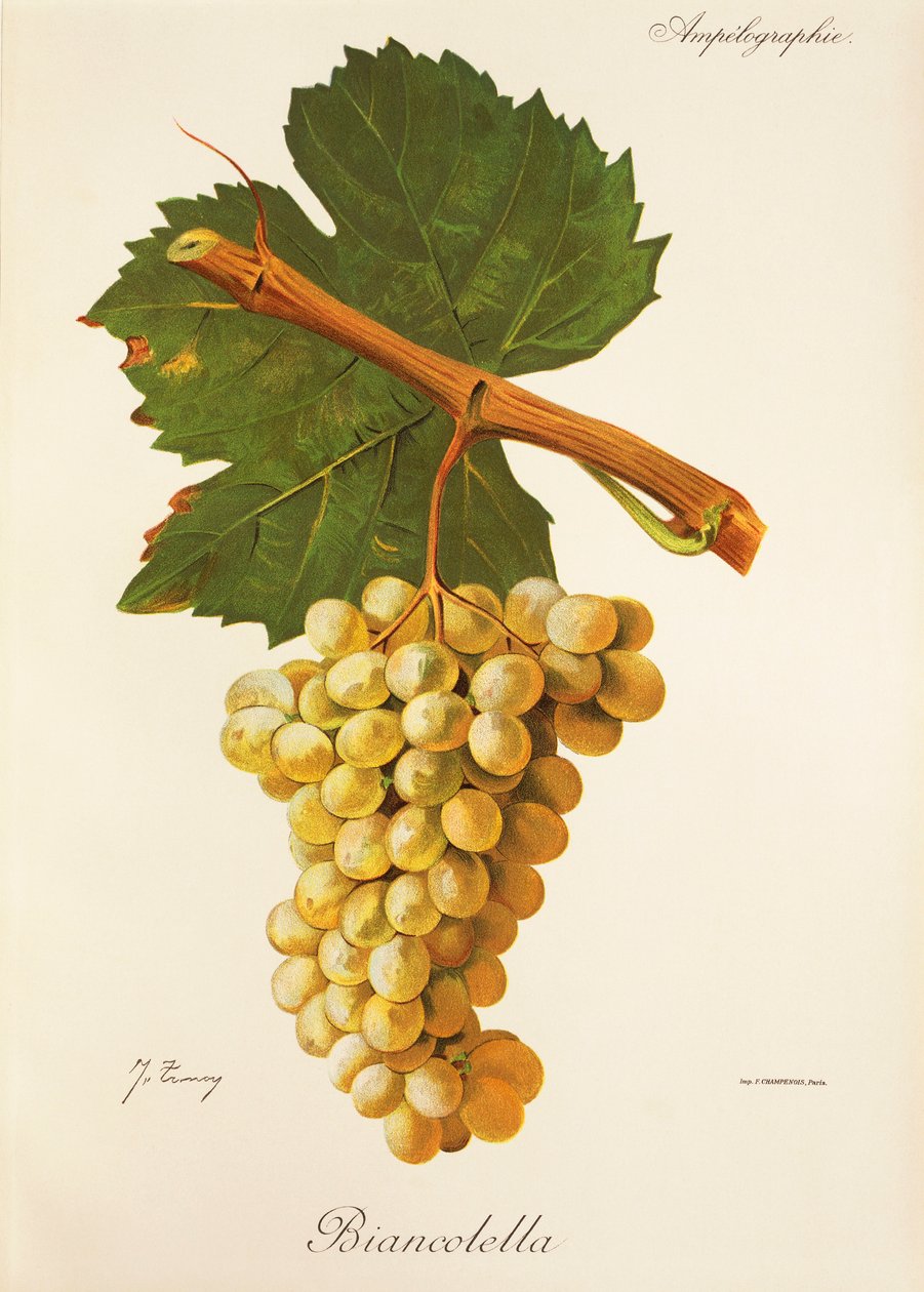 Winogrona Biancolella J.Troncy autorstwa Jules Troncy