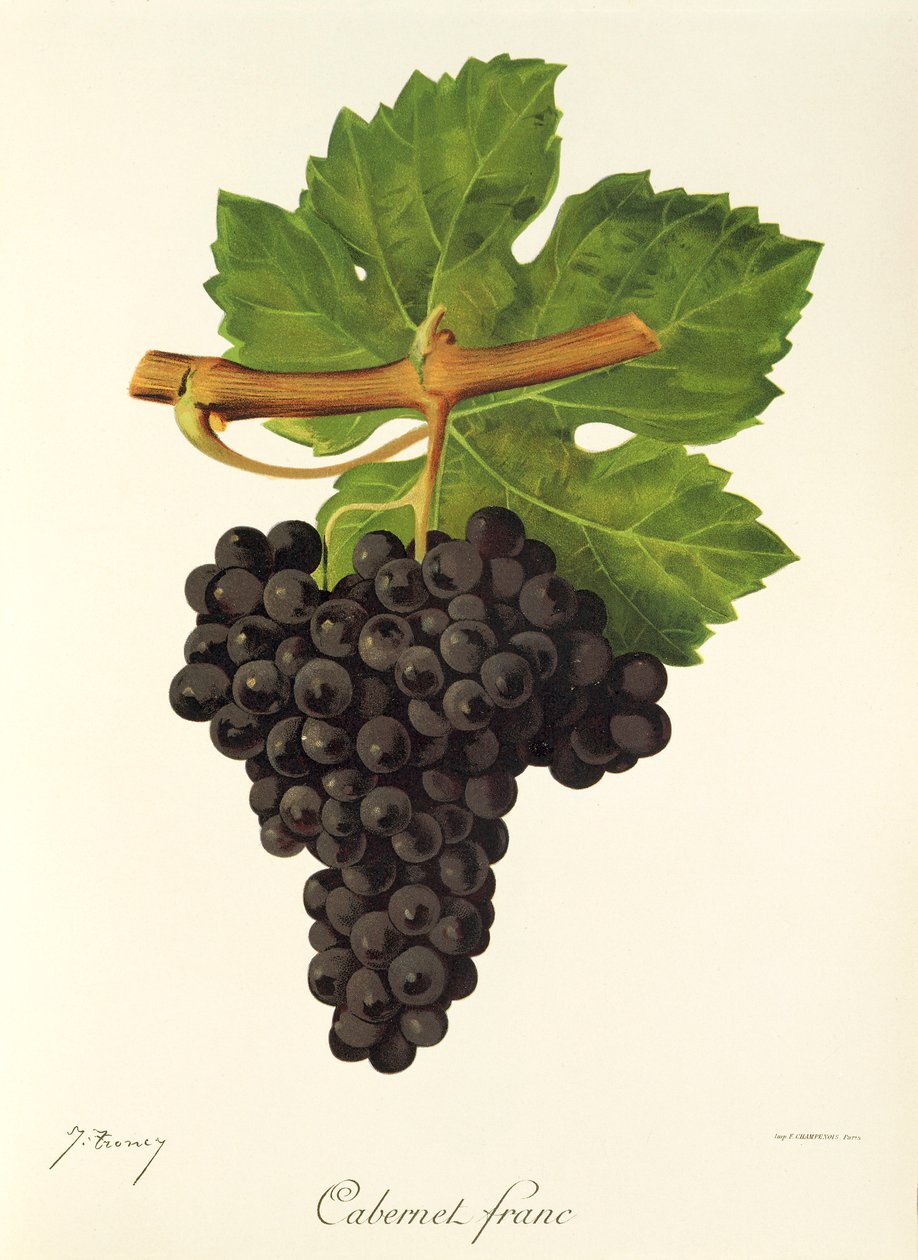Winogrona Cabernet Franc J.Troncy autorstwa Jules Troncy