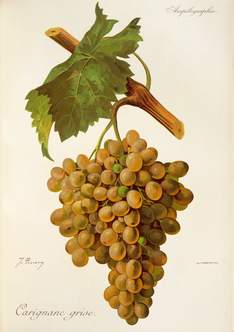 Winogrona Carignane Grise J.Troncy autorstwa Jules Troncy