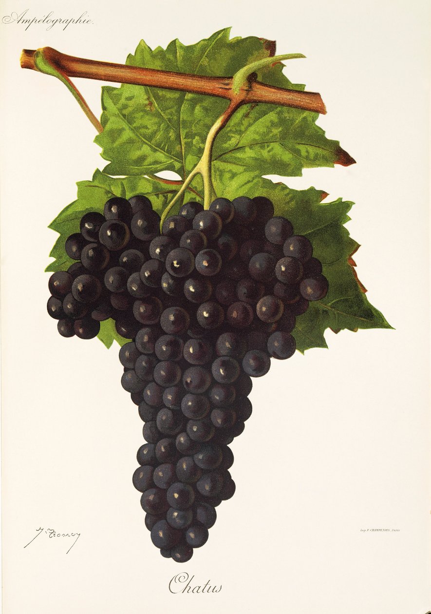 Winogrona Chatus J.Troncy autorstwa Jules Troncy