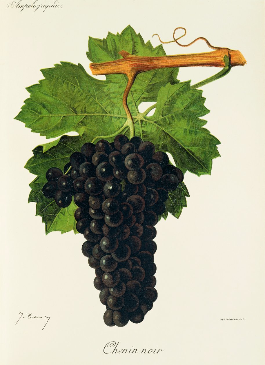 Winogrono Chenin Noir J.Troncy autorstwa Jules Troncy