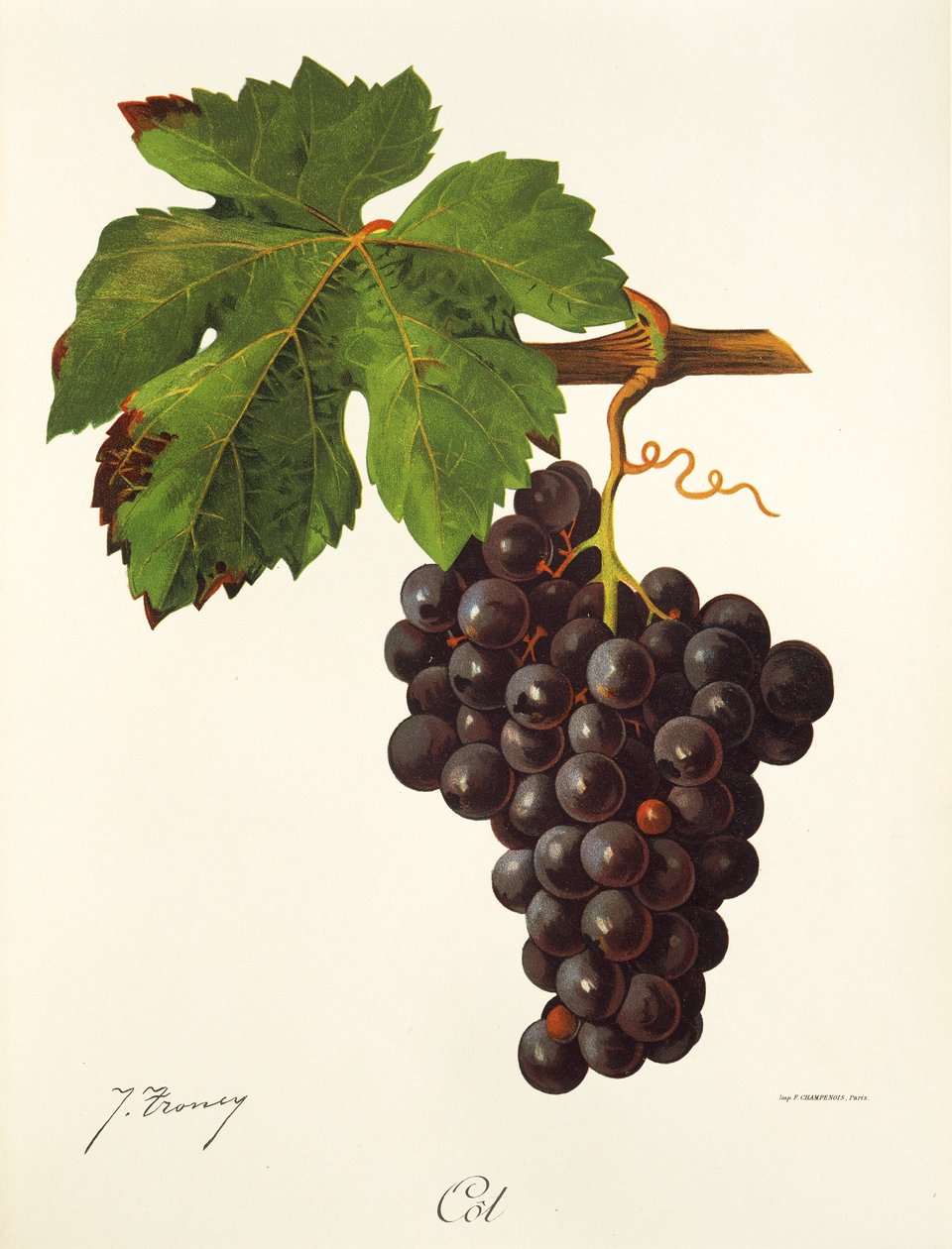 Winogrona łóżeczkowe J.Troncy autorstwa Jules Troncy