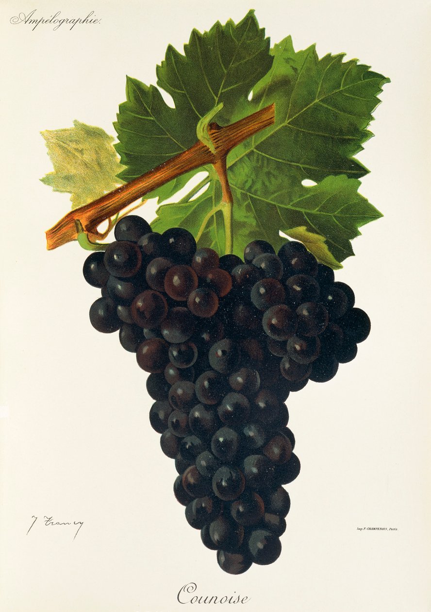 Winogrono Counoise J.Troncy autorstwa Jules Troncy