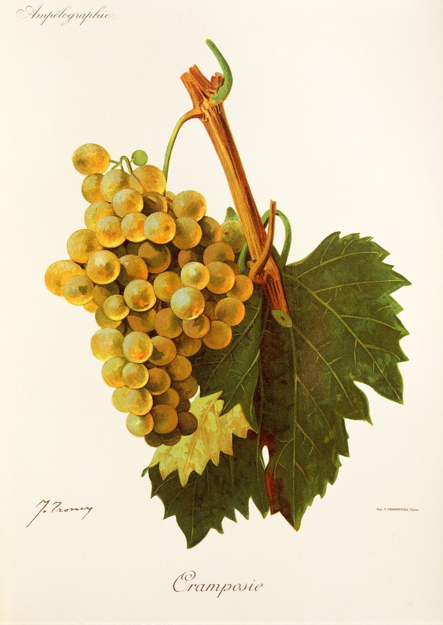 Winogrona Cramposie J.Troncy autorstwa Jules Troncy