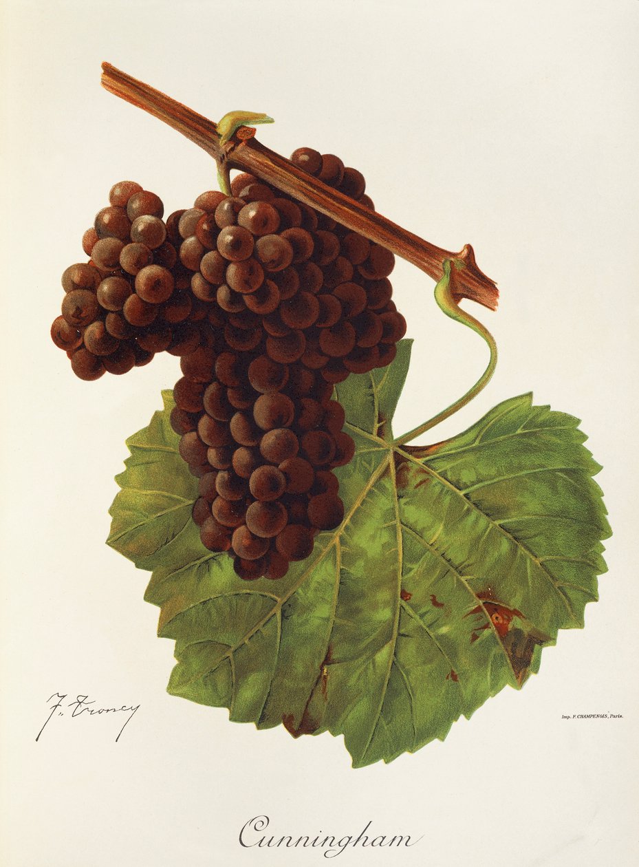 Winogrona Cunningham J.Troncy autorstwa Jules Troncy