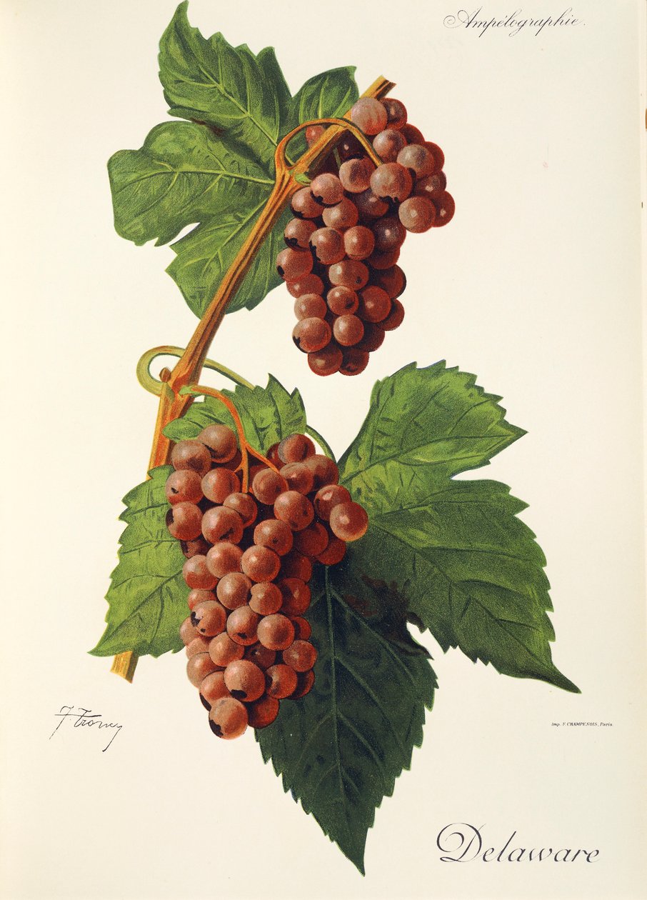 Winogrona Delaware J.Troncy autorstwa Jules Troncy