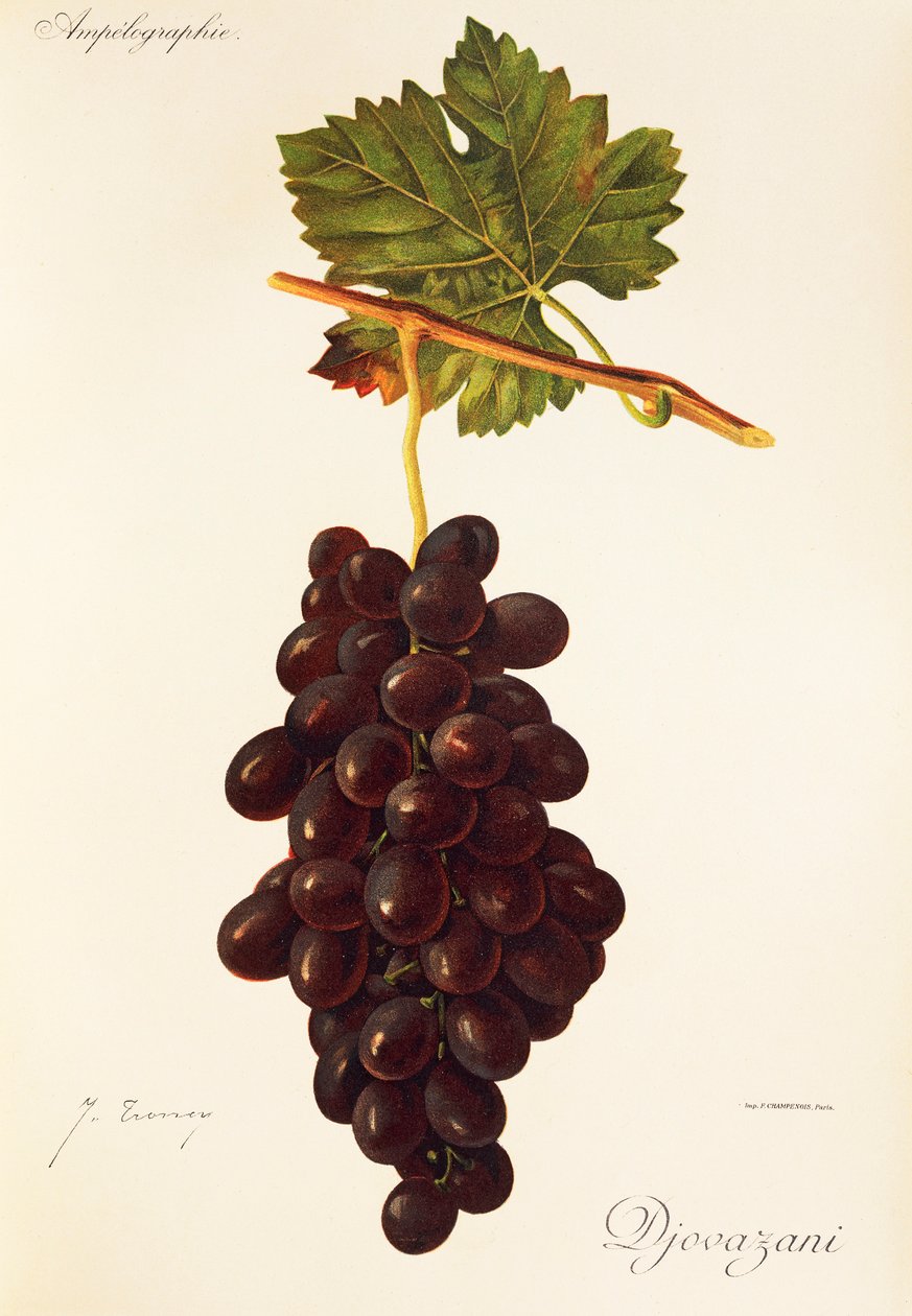 Winogrona Djovazani J.Troncy autorstwa Jules Troncy