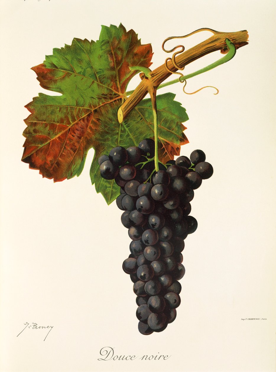 Winogrono Douce Noire J.Troncy autorstwa Jules Troncy