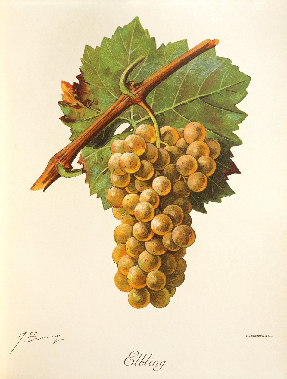 Winogrono Elbling J.Troncy autorstwa Jules Troncy