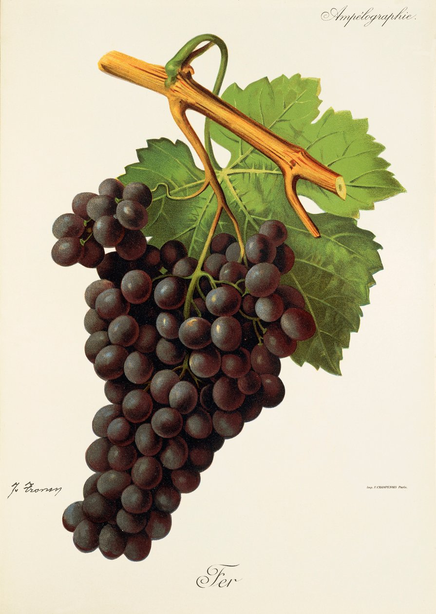 Fer winogron J.Troncy autorstwa Jules Troncy