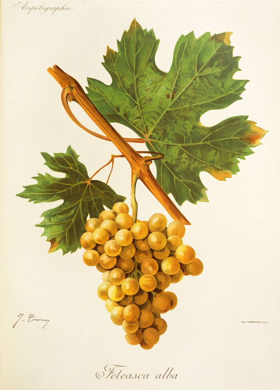 Winogrona Feteasca Alba J.Troncy autorstwa Jules Troncy