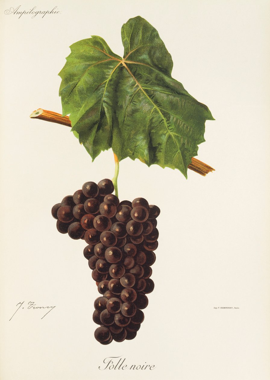 Winogrono Folle Noire J.Troncy autorstwa Jules Troncy