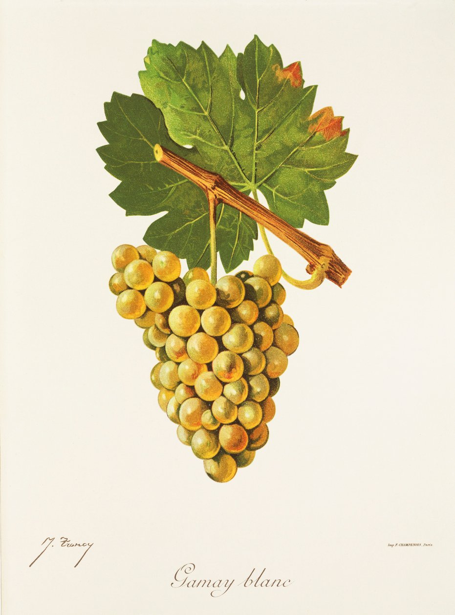 Winogrona Gamay Blanc J.Troncy autorstwa Jules Troncy