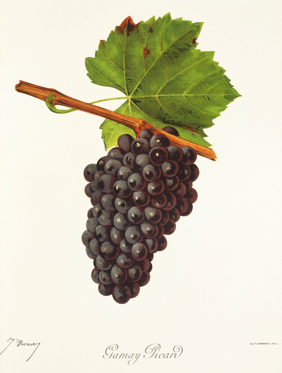 Winogrona Gamay Picard J.Troncy autorstwa Jules Troncy