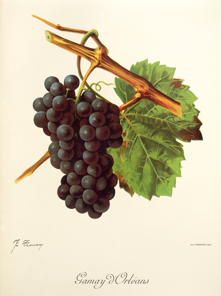 Winogrona Gamay d