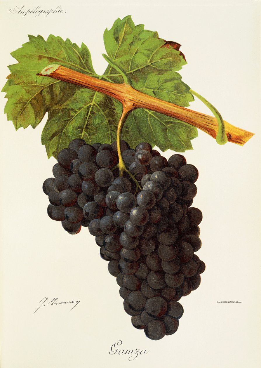Winogrona Gamza J.Troncy autorstwa Jules Troncy
