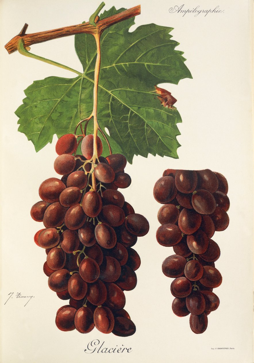 Winogrona lodowcowe J.Troncy autorstwa Jules Troncy