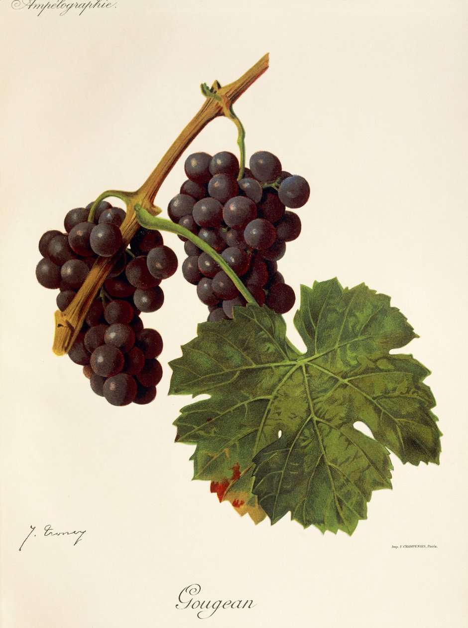 Winogrono Gougean J.Troncy autorstwa Jules Troncy