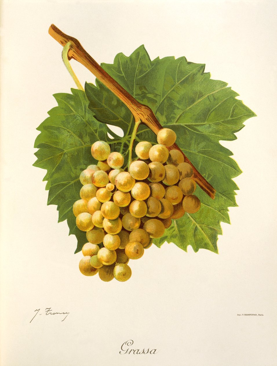 Tłuste winogrona J.Troncy autorstwa Jules Troncy