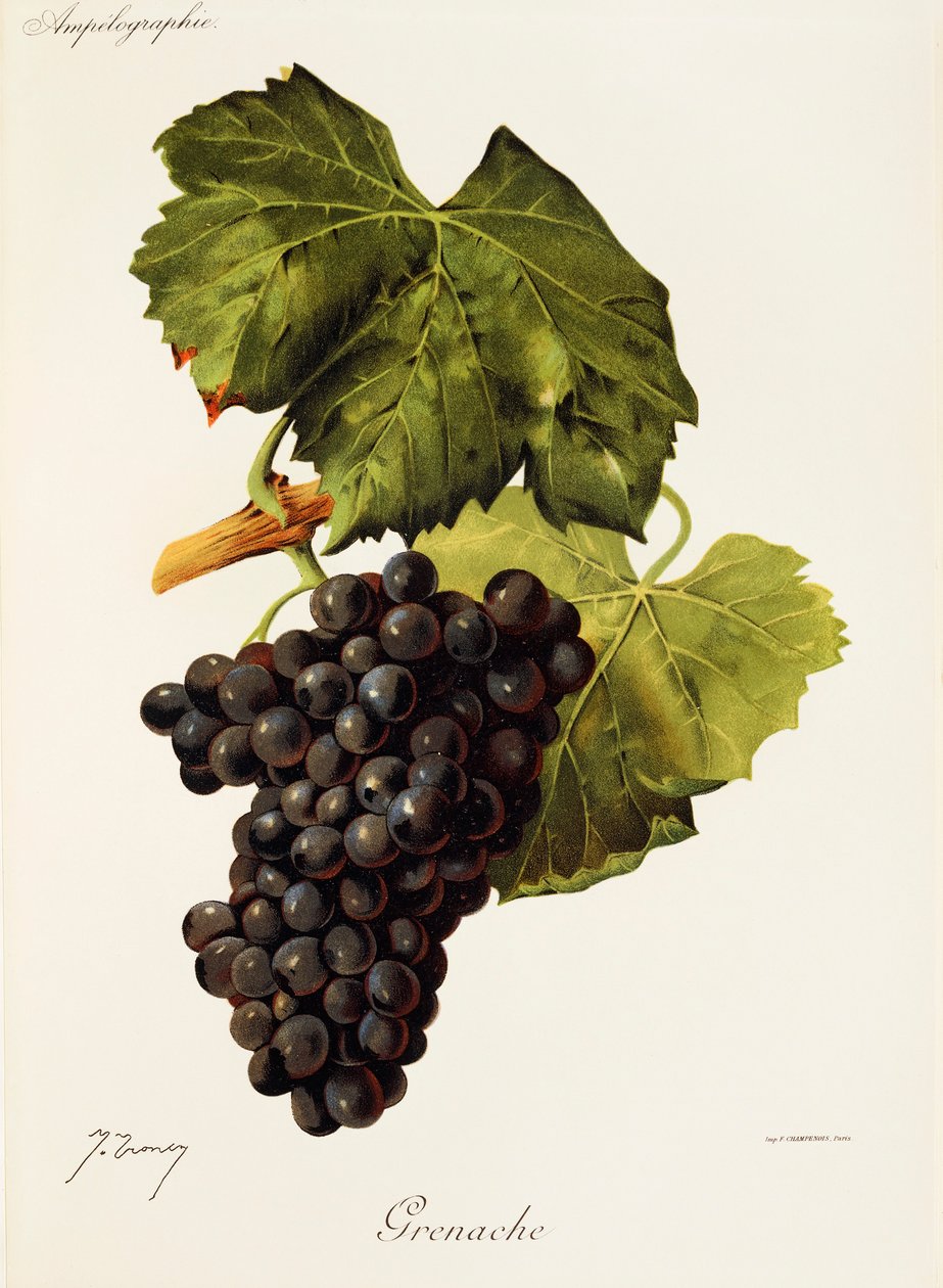 Winogrona Grenache J.Troncy autorstwa Jules Troncy