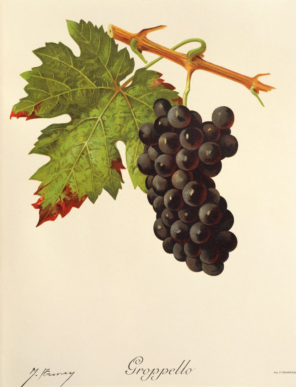 Groppello J.Troncy autorstwa Jules Troncy