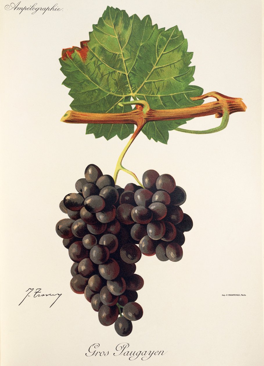 Gros Paugayen winogron J.Troncy autorstwa Jules Troncy