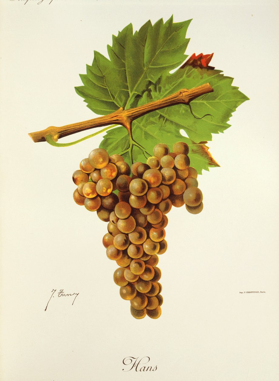 Winogrono Hans J.Troncy autorstwa Jules Troncy