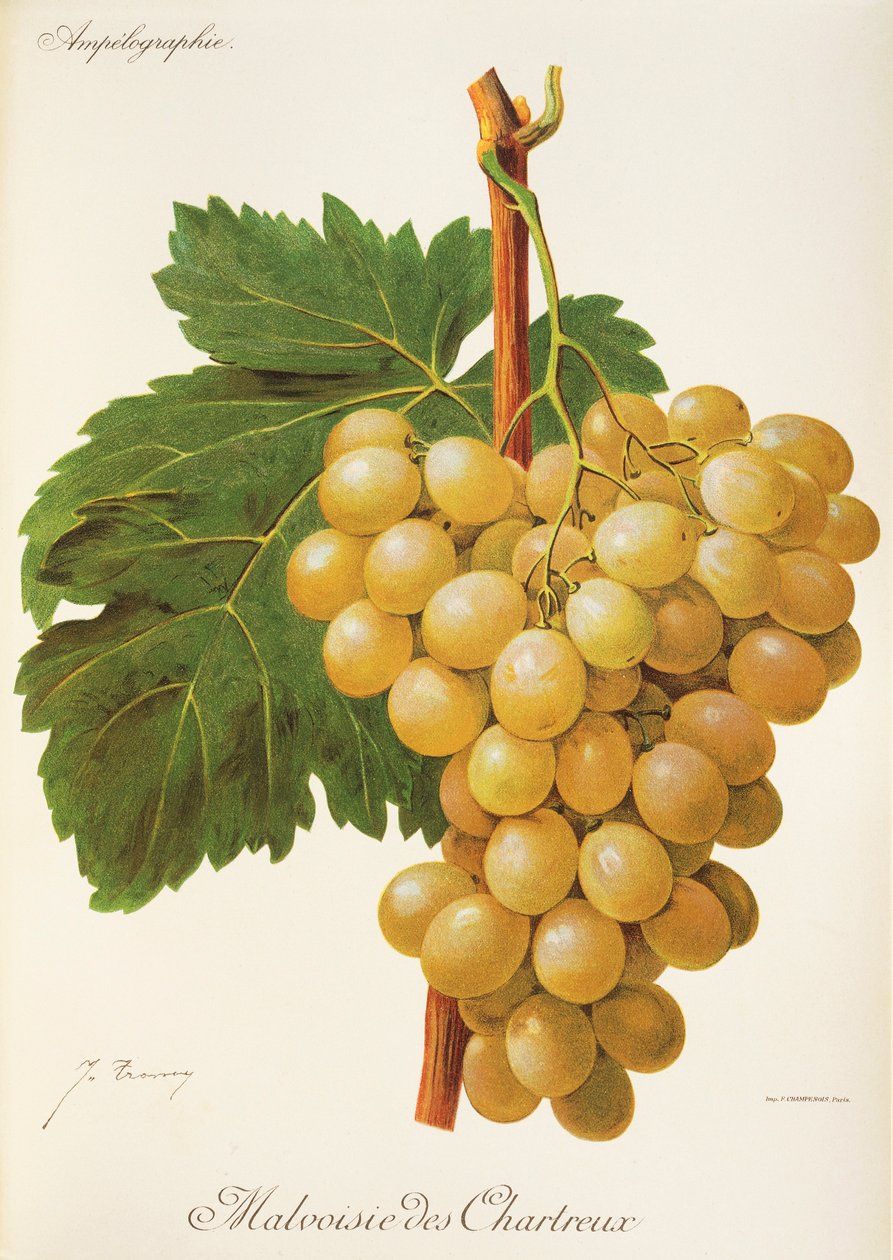 Malvoisie des Chartreux winogron J.Troncy autorstwa Jules Troncy