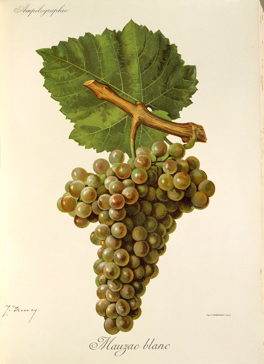 Winogrona Mauzac Blanc J.Troncy autorstwa Jules Troncy