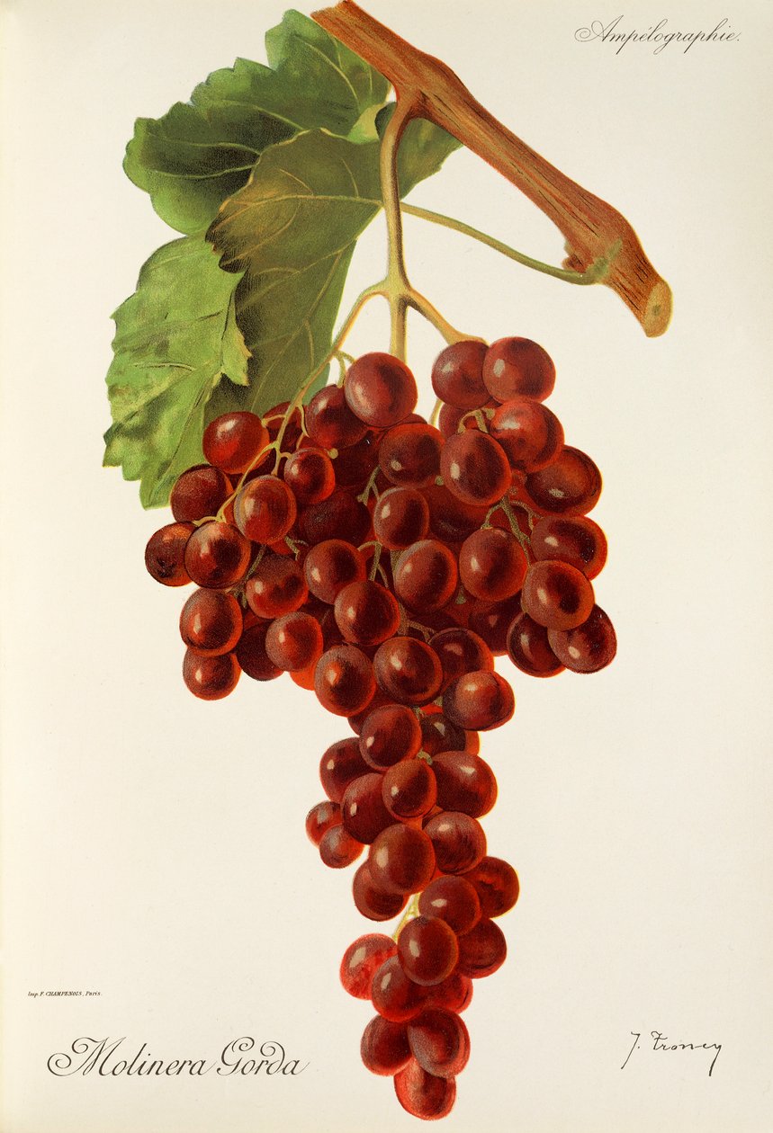 Winogrona Molinera Gorda J.Troncy autorstwa Jules Troncy