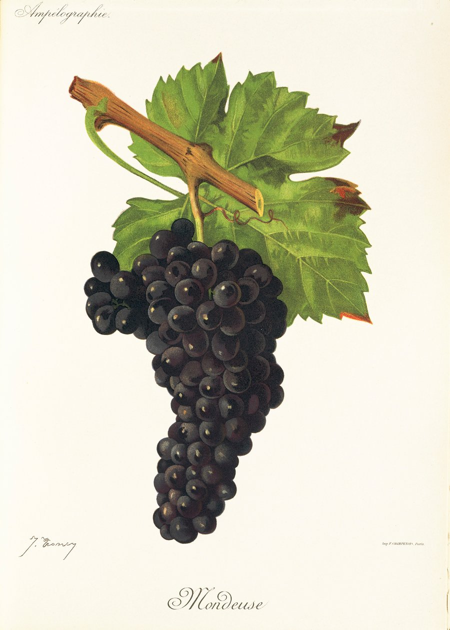 Mondeuse winogron J.Troncy autorstwa Jules Troncy