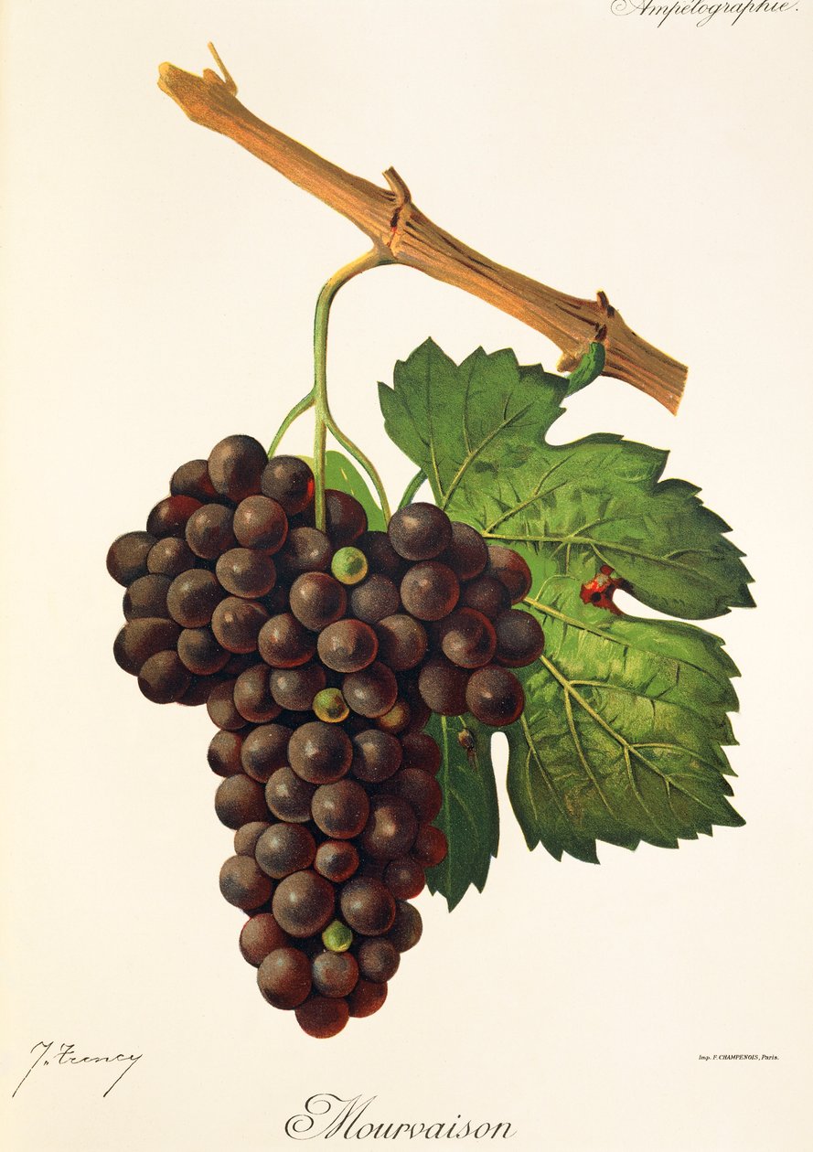 Winogrono Mourvaison J.Troncy autorstwa Jules Troncy